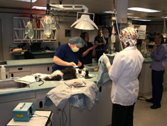 Animal Hospital in Victoria BC Veterinarians doing surgery