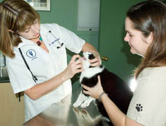 Victoria BC - Small Animal Medicine and Surgery Vet examines Domino