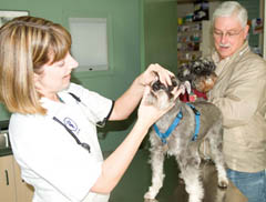 Vet examines a dog Vet examines a dog